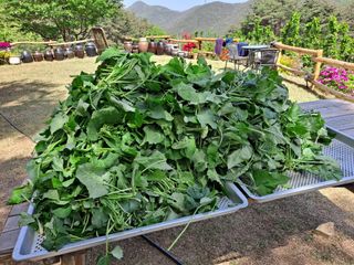 박성균님의 기타작물 · 영농일지 작성글 사진