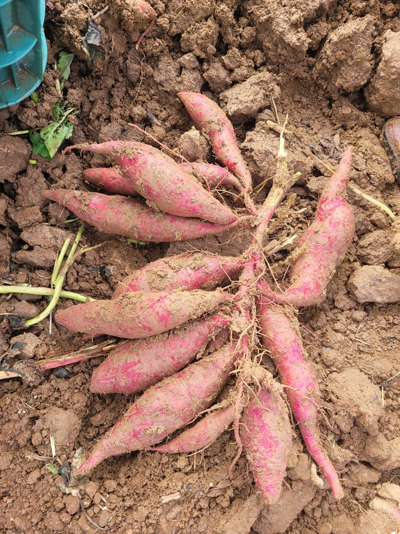 이동훈님의 장터 판매 상품 [고구마종순] 첨부 사진