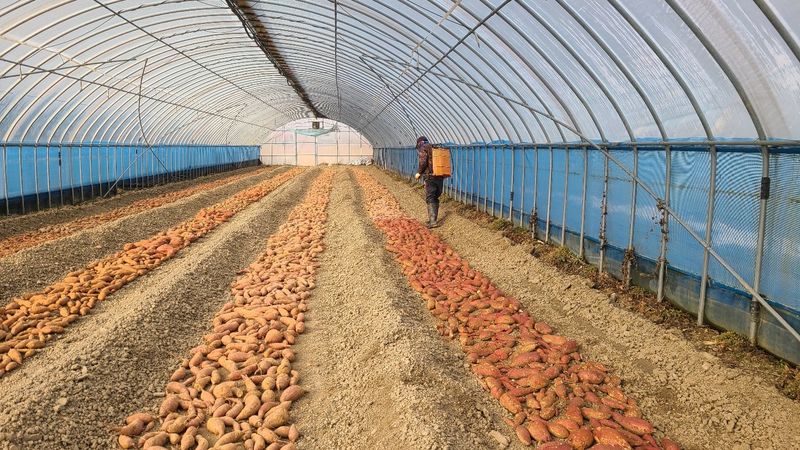 이동훈님의 장터 판매 상품 [고구마종순] 첨부 사진