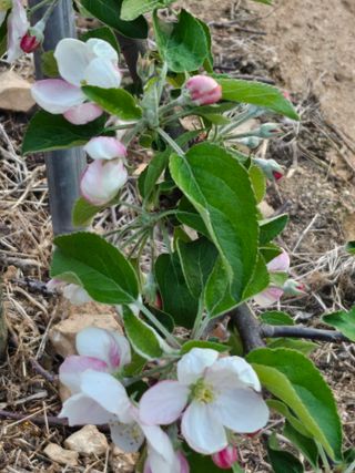 복숭아17556님의 사과 · 영농일지 작성글 사진