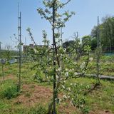 팜모닝 사과·일상 게시글 이미지