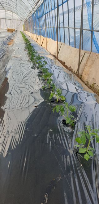 토마토아부지왕궁면님의 최근에 산 것 자랑하기 · 참여글 작성글 사진