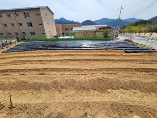 성훈경님의 고구마 · 영농일지 작성글 사진