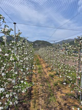 사과와곶감님의 자유주제 · 자유게시판 작성글 사진