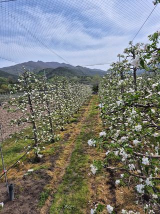 사과와곶감님의 자유주제 · 자유게시판 작성글 사진