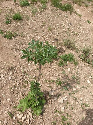 백선자님의 기타작물 · 영농일지 작성글 사진