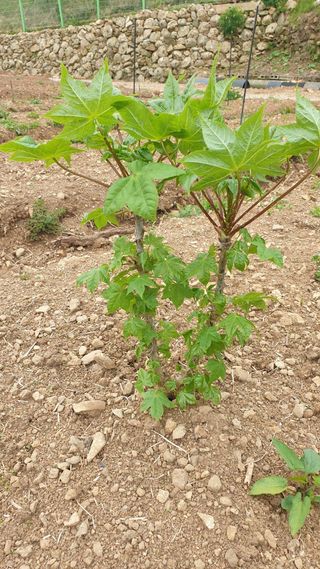 백선자님의 기타작물 · 영농일지 작성글 사진