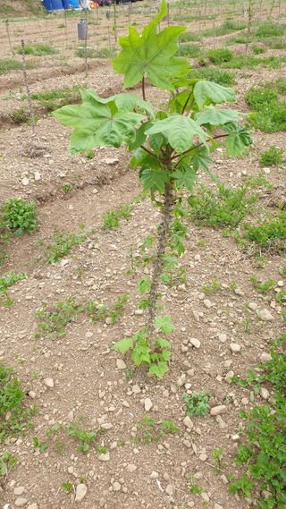 백선자님의 기타작물 · 영농일지 작성글 사진