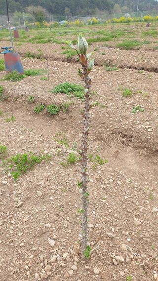 백선자님의 기타작물 · 영농일지 작성글 사진