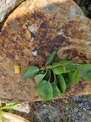 청춘(靑春)농원님의 자유주제 · 자유게시판 작성글 사진