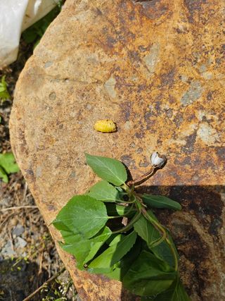 청춘(靑春)농원님의 자유주제 · 자유게시판 작성글 사진