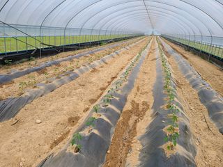 표고버섯10229님의 고추 · 영농일지 작성글 사진