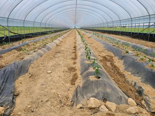 표고버섯10229님의 고추 · 영농일지 작성글 사진