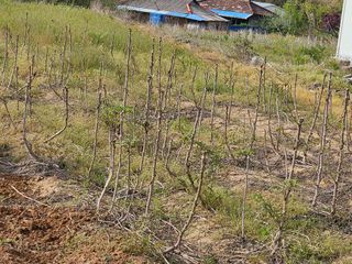 박영섭님의 자유주제 · 자유게시판 작성글 사진