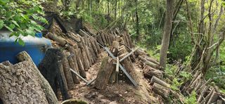 고구마.9535님의 버섯 · 영농일지 작성글 사진