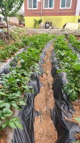 팜모닝 농사, 무엇이든 물어보세요!·참여글 게시글 이미지