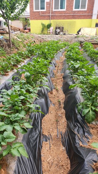 김병린님의 농사, 무엇이든 물어보세요! · 참여글 작성글 사진