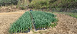 정효순님의 마늘 · 영농일지 작성글 사진