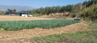 정효순님의 마늘 · 영농일지 작성글 사진