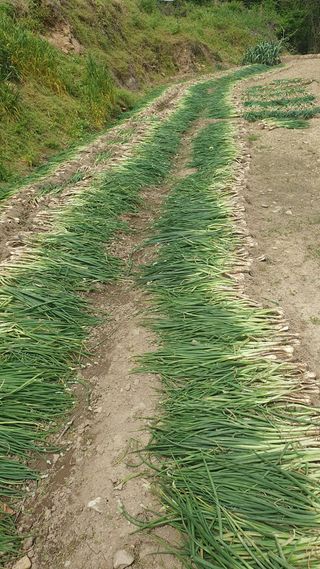 이미영님의 파 · 영농일지 작성글 사진