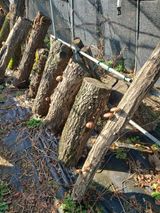 팜모닝 버섯·영농일지 게시글 이미지