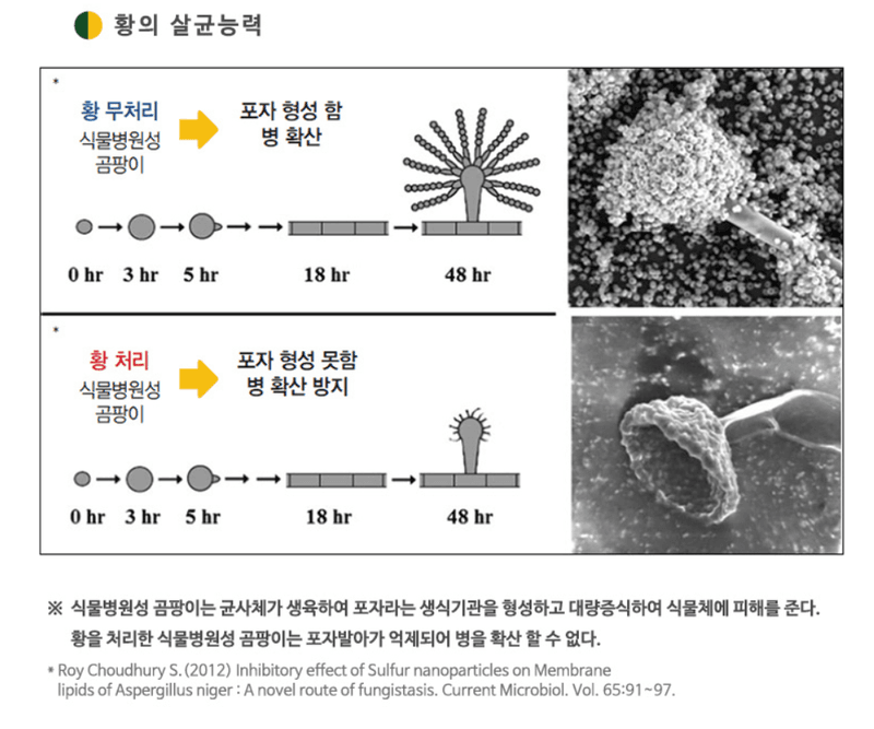 삼익농자재님의 장터 판매 상품 [다싹 1kg 유황 배추뿌리혹병 흰가루병 잿빛곰팡이병 탄저병친환경 병해충관리용 제품] 첨부 사진
