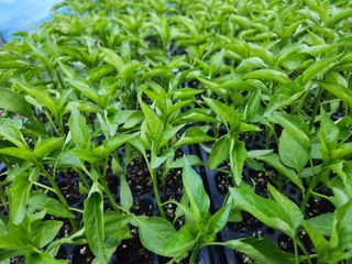 충골님의 농사, 무엇이든 물어보세요! · 참여글 작성글 사진