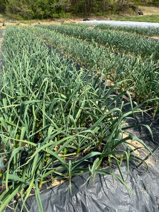 농사꾼님의 자유주제 · 자유게시판 작성글 사진