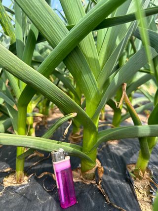 농사꾼님의 자유주제 · 자유게시판 작성글 사진