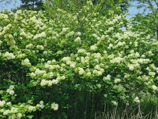 연산나무농장님의 자유주제 · 자유게시판 작성글 사진