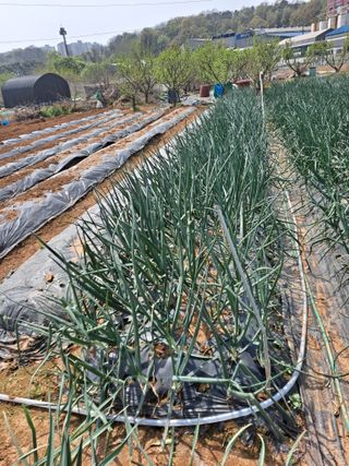 나누고싶어서님의 자유주제 · 자유게시판 작성글 사진