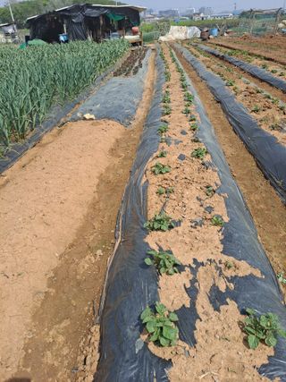 나누고싶어서님의 자유주제 · 자유게시판 작성글 사진