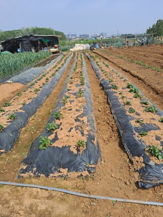 나누고싶어서님의 자유주제 · 자유게시판 작성글 사진