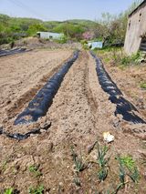 팜모닝 옥수수·영농일지 게시글 이미지