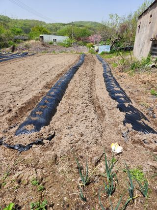 시골할배님의 옥수수 · 영농일지 작성글 사진