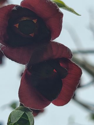 김안식~납작복숭아님의 최근에 산 것 자랑하기 · 참여글 작성글 사진