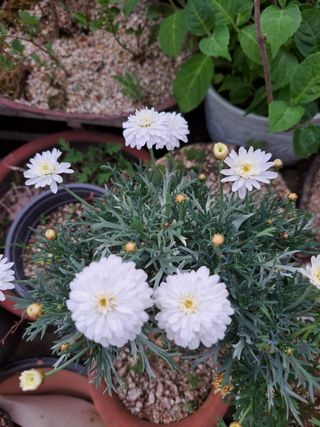 신한숙님의 자유주제 · 자유게시판 작성글 사진