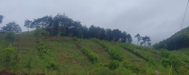 인생은 소풍처럼님의 장터 판매 상품 [100%자연산건고사리100g] 첨부 사진