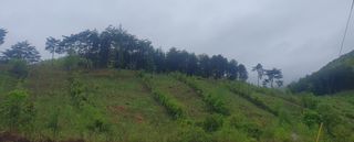 인생은 소풍처럼님의 작성글 사진