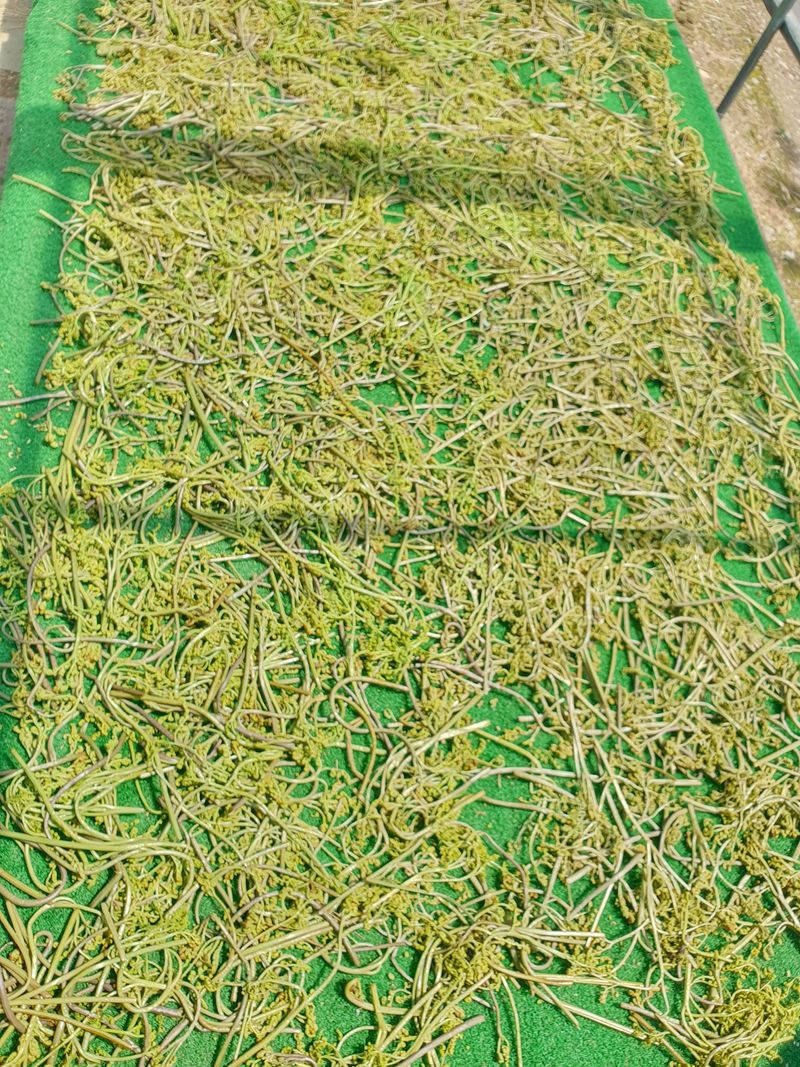 인생은 소풍처럼님의 장터 판매 상품 [100%자연산건고사리100g] 첨부 사진