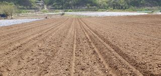 향적농원(정은상)님의 고추 · 토양준비 작성글 사진