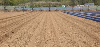 향적농원(정은상)님의 고추 · 토양준비 작성글 사진