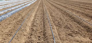 향적농원(정은상)님의 고추 · 토양준비 작성글 사진