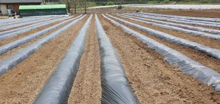 향적농원(정은상)님의 고추 · 토양준비 작성글 사진