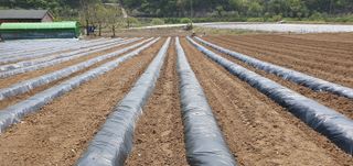 향적농원(정은상)님의 고추 · 토양준비 작성글 사진