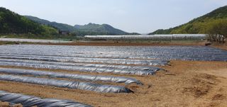 향적농원(정은상)님의 고추 · 토양준비 작성글 사진