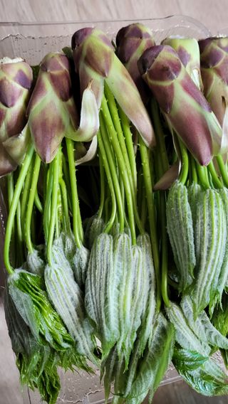 안영매(터실농장)님의 자유주제 · 자유게시판 작성글 사진