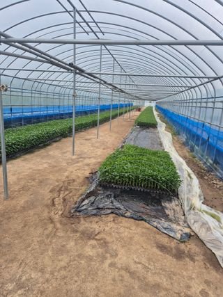 송광만님의 고추 · 파종•정식 작성글 사진