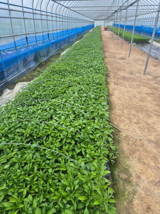 송광만님의 고추 · 파종•정식 작성글 사진