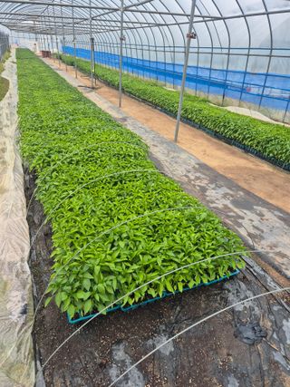 송광만님의 고추 · 파종•정식 작성글 사진